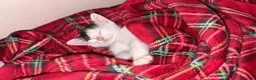 Meticcio gatti in regalo:  MINÙ CERCA CASA - Annuncio 5