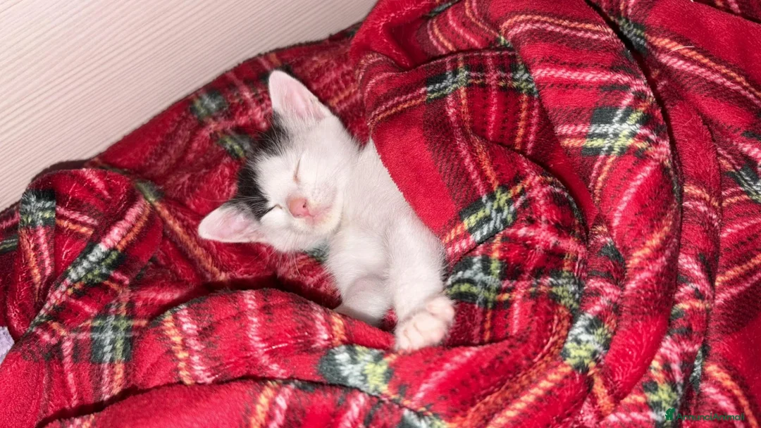 Meticcio gatti in regalo:  MINÙ CERCA CASA - Annuncio 5