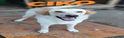 Meticcio cani in regalo: Ciko meraviglioso meticcio Labrador in adozione  a Provincia di Sondrio - Annuncio 4
