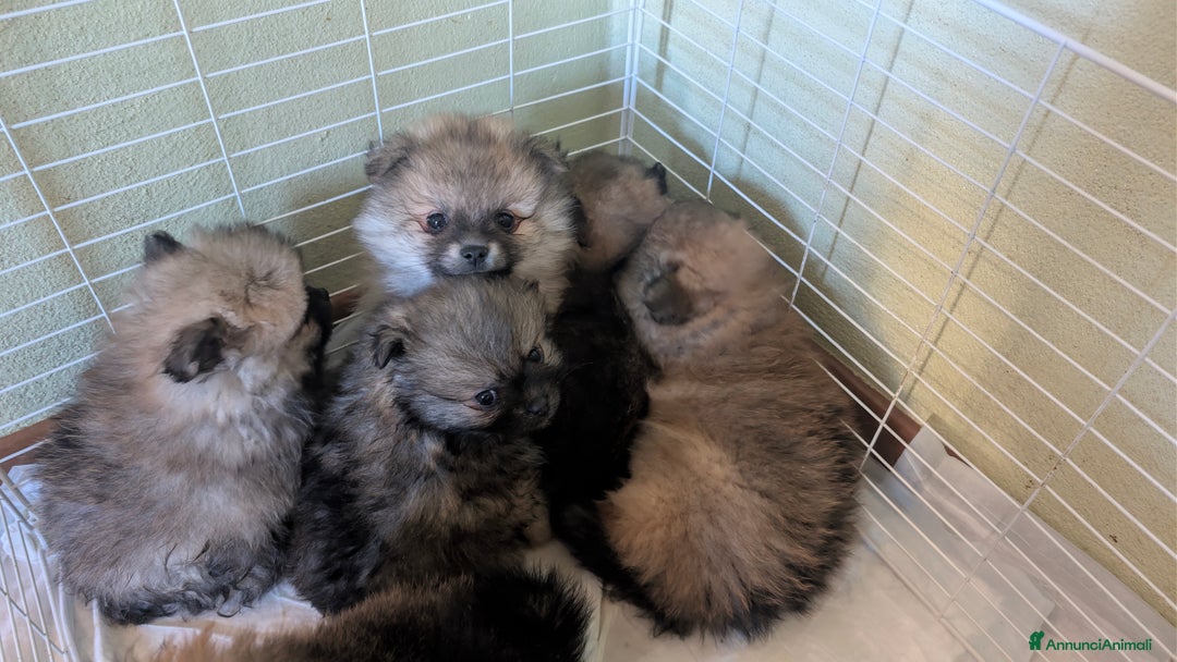 Volpino Pomerania cani in vendita: Volpino pomerania - Annuncio 5