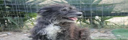 Meticcio cani in regalo: DOLCE CHERY IN REGALO - Annuncio 2