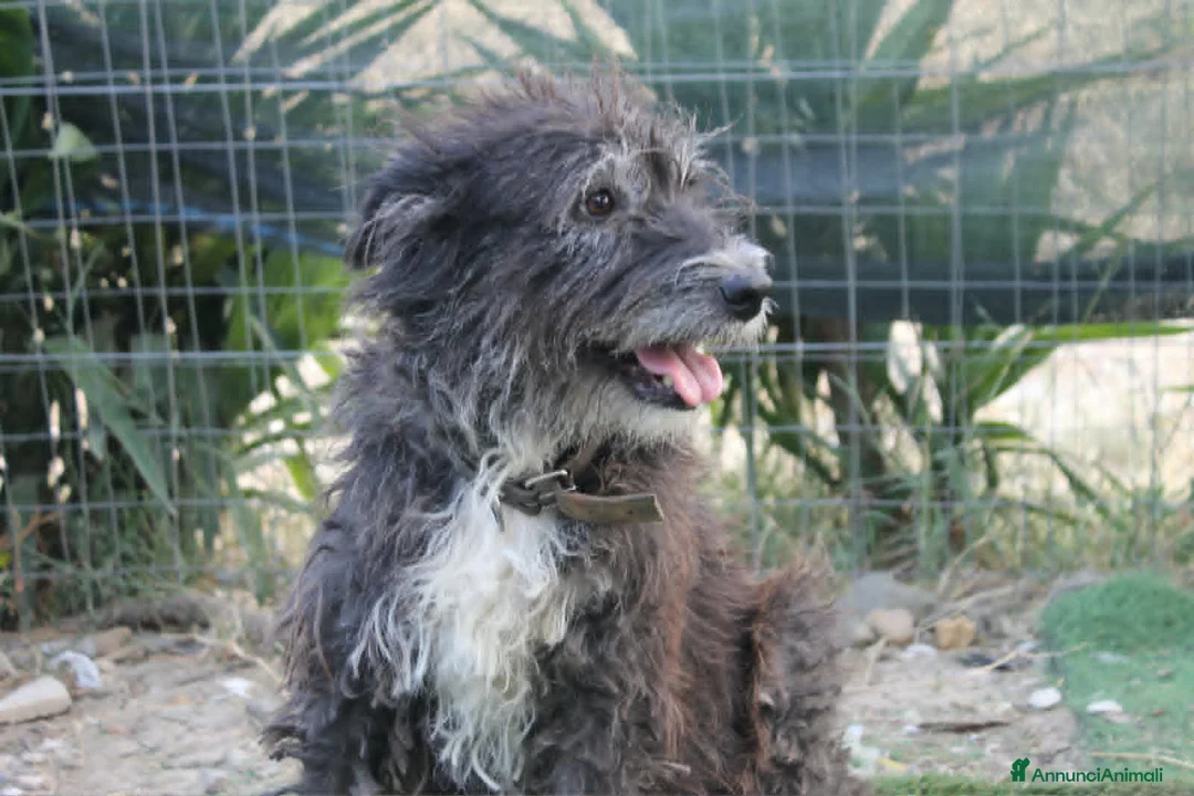 Meticcio cani in regalo: DOLCE CHERY IN REGALO - Annuncio 2