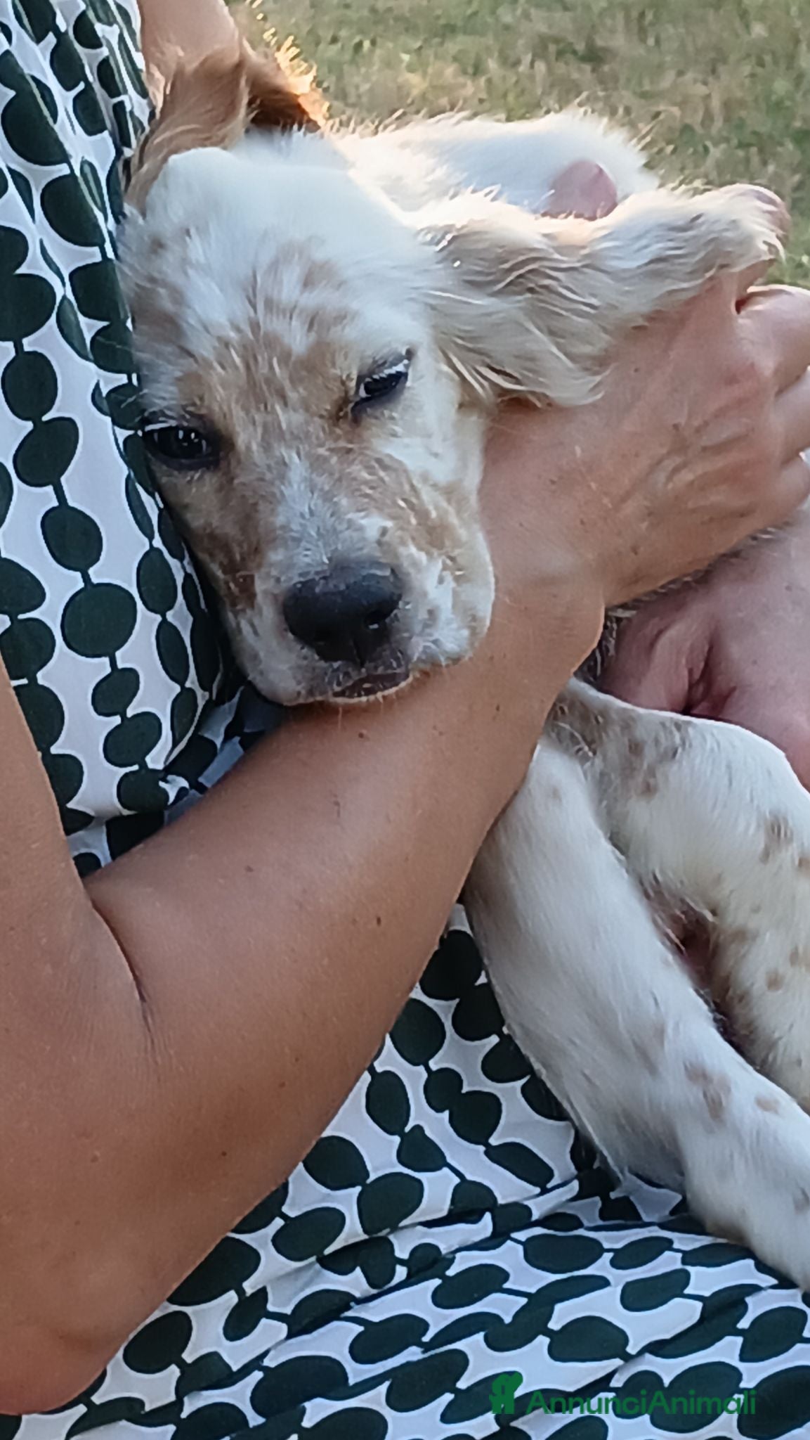 Setter Inglese cani Cucciola  - Annuncio 8