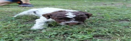Lagotto cani in vendita: Cuccioli lagotto romagnolo - Annuncio 6
