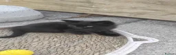 Meticcio gatti in regalo: Gattina nera cerca casa a Provincia dell'Aquila - Annuncio 4