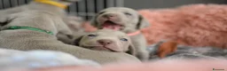 Weimaraner cani in vendita: Cucciolo weimaraner maschio a Provincia di Pistoia - Annuncio 8