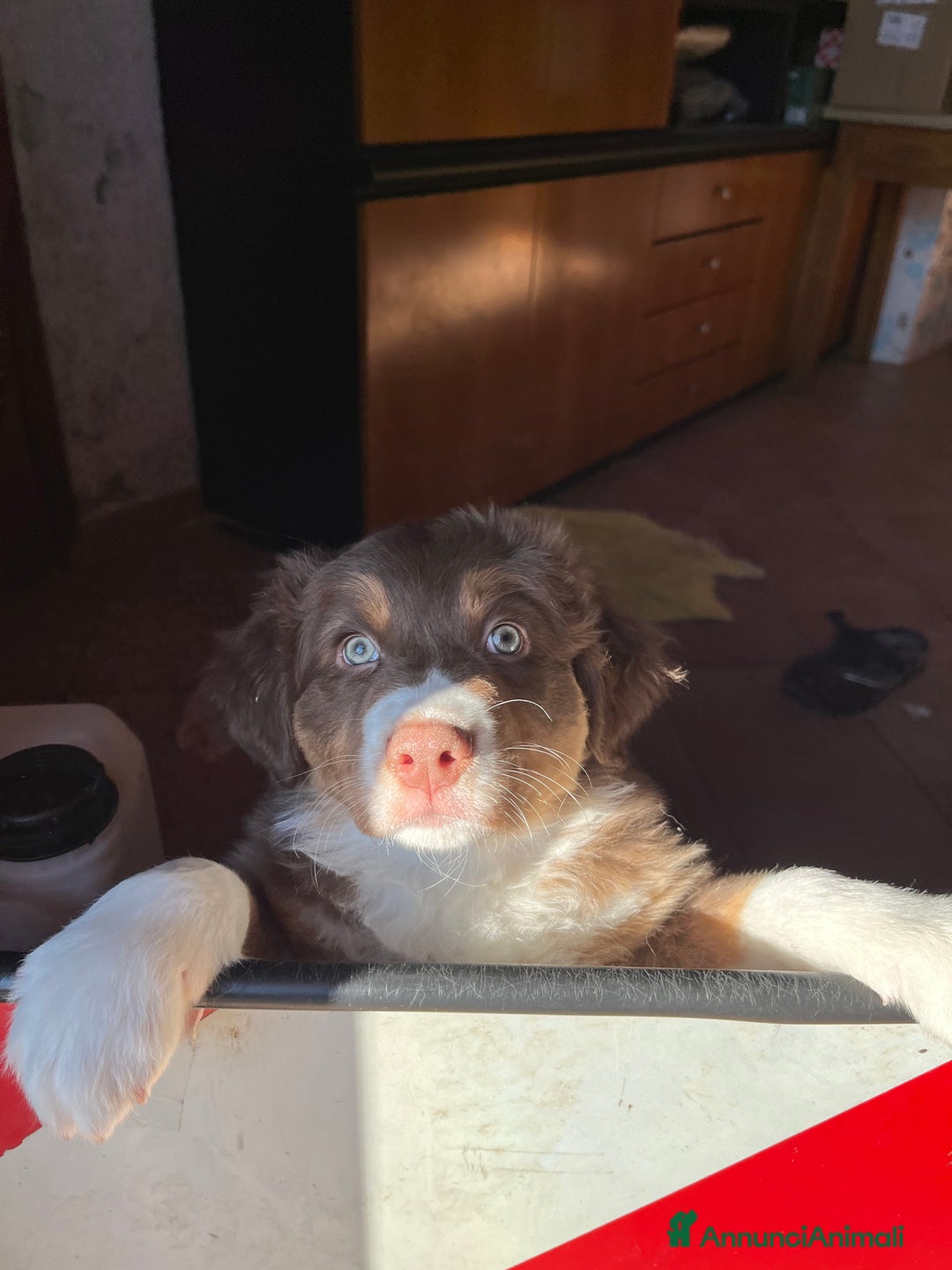 Australian Shepherd cani in vendita: Cucciolo di Australian Shepherd - Annuncio 3