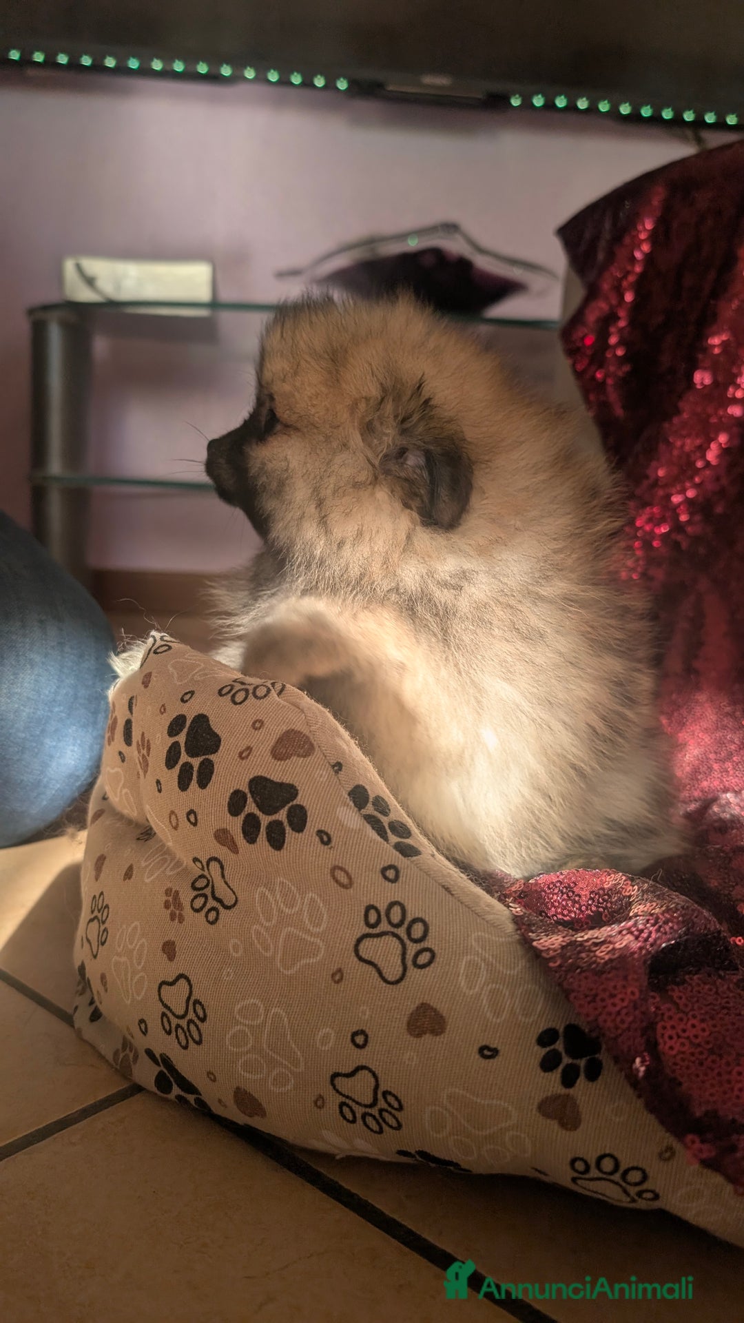 Volpino Pomerania cani in vendita: Volpino pomerania pedigree - Annuncio 7