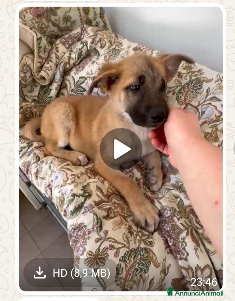 Meticcio cani Molly  - Annuncio 15