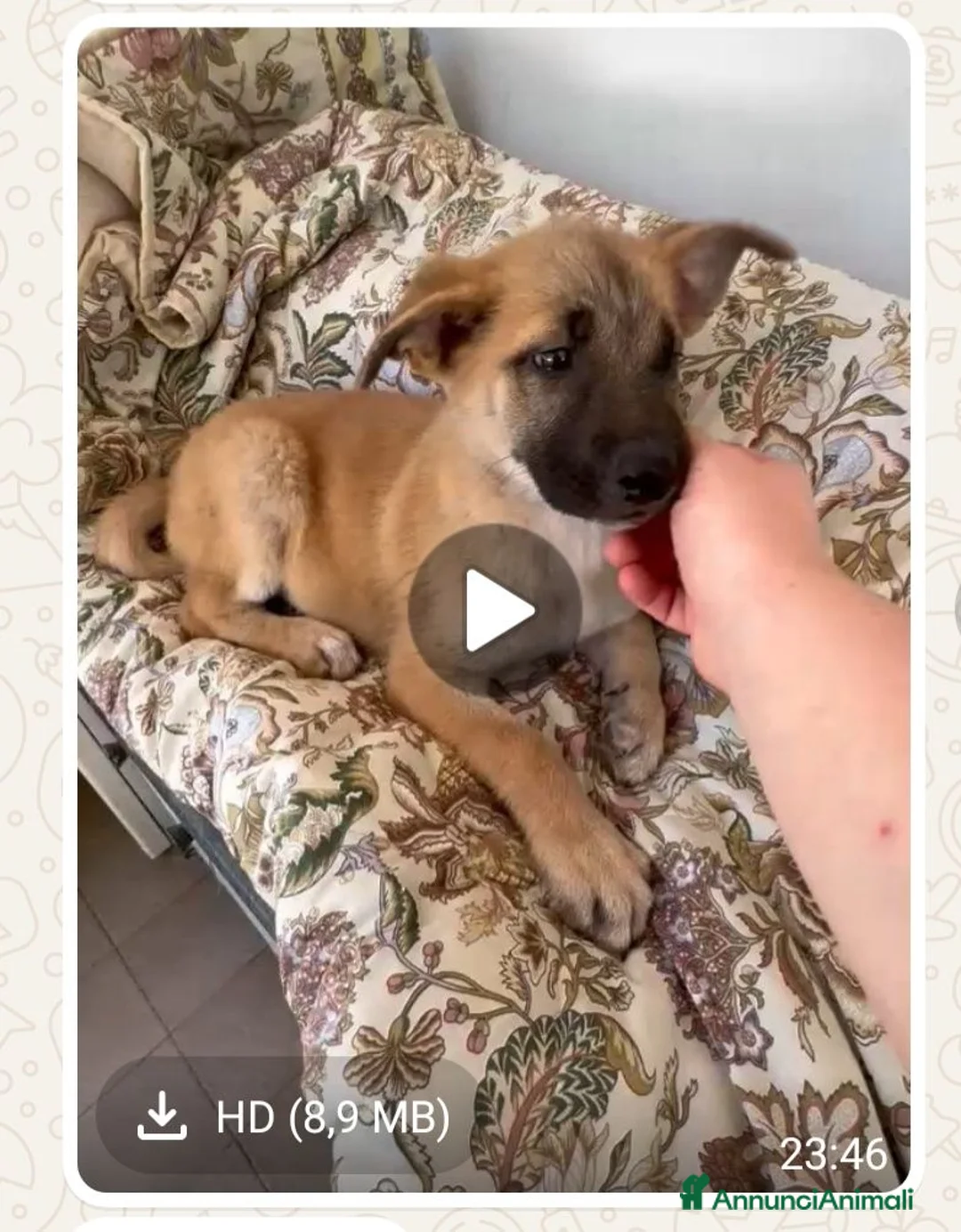 Meticcio cani in regalo: Molly  - Annuncio 1