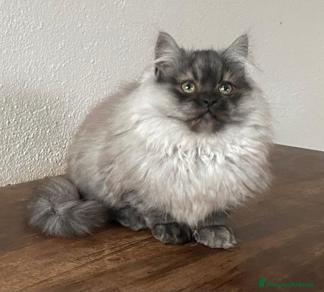 Persiano gatti in vendita: Cucciolo di persiani normotipo MASCHIO  - Annuncio 3