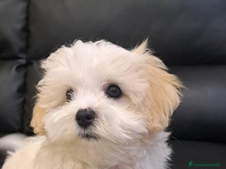 Bichon cani Cucciolo Bichon Roma Ciampino - Annuncio 1