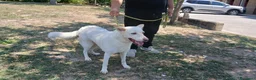 Meticcio cani in regalo: BRANDY 11 ANNI E NON SENTIRLI, IN ADOZIONE - Annuncio 3
