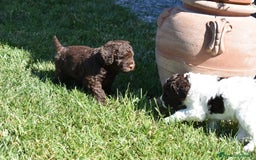 Lagotto cani in vendita: CUCCIOLI DI LAGOTTO ROMAGNOLO – DISPONIBILI SUBITO a Provincia di Pistoia - Immagine 3