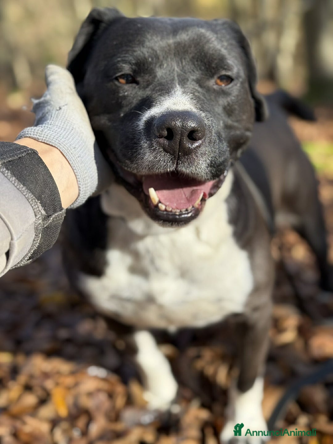 Staffordshire cani in regalo: ROSA, mix STAFFY incredibilmente coccolona! - Annuncio 11