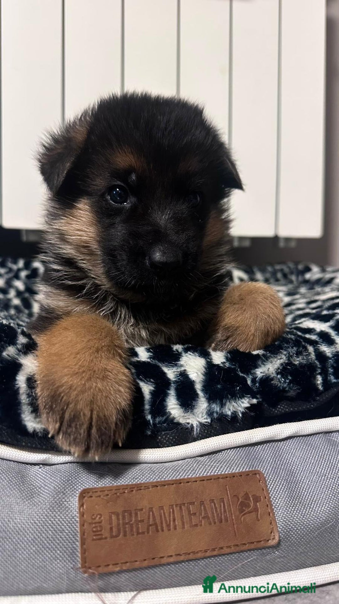 Pastore Tedesco cani in vendita: cuccioli di pastore tedesco - Annuncio 3