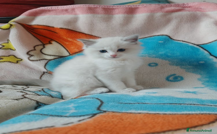 Ragdoll gatti a Provincia di Treviso - Annuncio 2