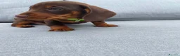 Bassotto cani in vendita: Bassotti nani  - Annuncio 5