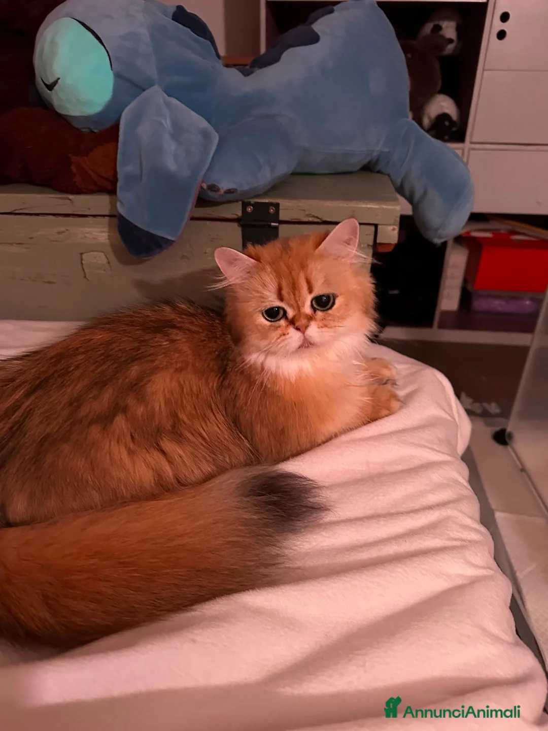 Scottish gatti in regalo: Gatta Scottish straight a pelo lungo - Annuncio 2