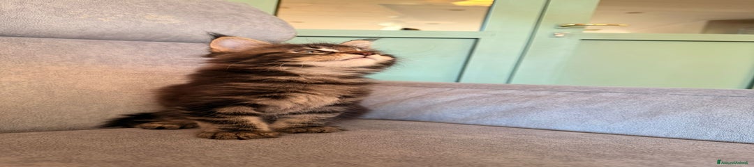 Maine Coon Gattino 2