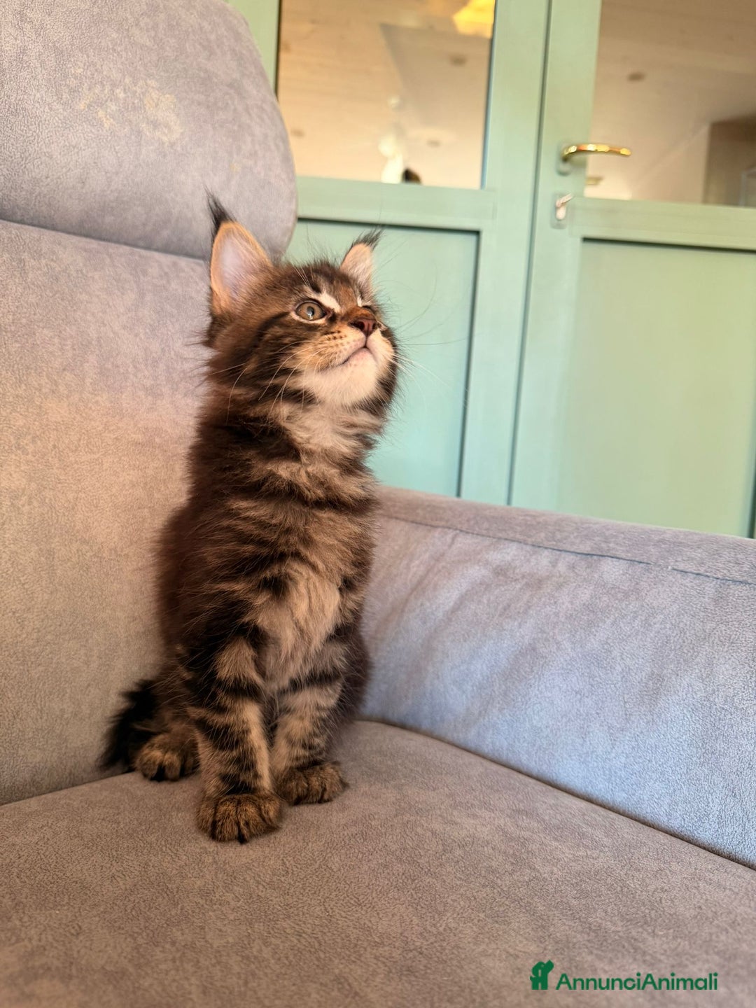 Maine Coon gatti in vendita: Cuccioli Maine Coon  - Immagine 2