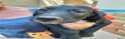 Meticcio cani in regalo: CUCCIOLI, URGENTE: TEMPO SCADUTO  a Provincia di Arezzo - Annuncio 11