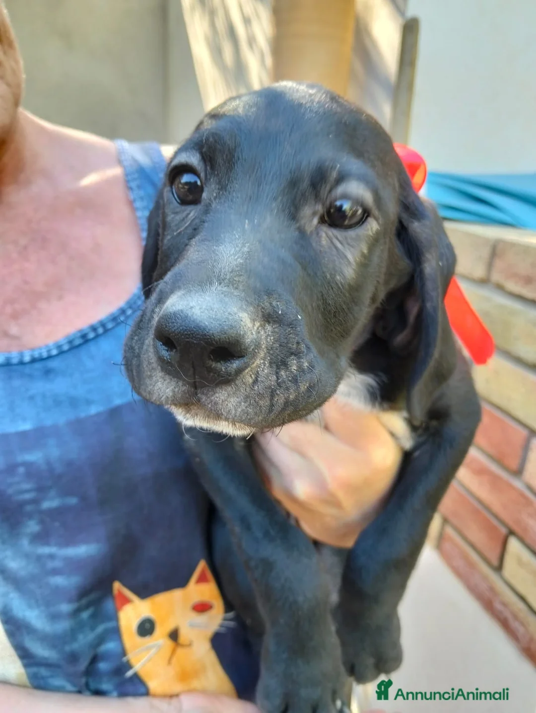 Meticcio cani in regalo: CUCCIOLI, URGENTE: TEMPO SCADUTO  a Provincia di Arezzo - Annuncio 11