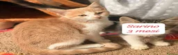 Altre razze gatti in regalo: Gattini destinati alla colonia a Provincia di Ferrara - Annuncio 7