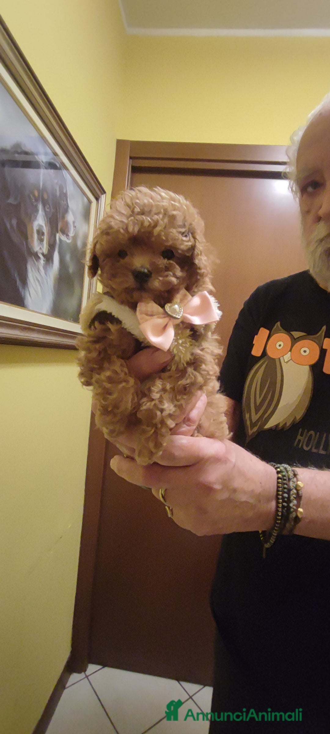 Barbone cani in vendita: Barboncina mini toy - Annuncio 3