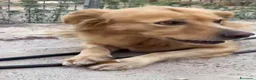 Meticcio cani in regalo: Cecilia bellissima cagnolona a pelo lungo  - Annuncio 8