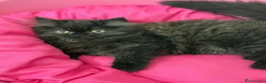 Persiano 3