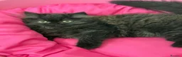 Persiano gatti in vendita: Cuccioli Persiani  - Annuncio 7