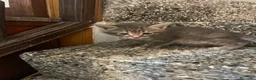 Meticcio gatti in vendita: Gattino simpatico  - Annuncio 5