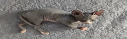 Sphynx gatti in vendita: Gattino  Canadian Sphynx (Maschietto) - Annuncio 9