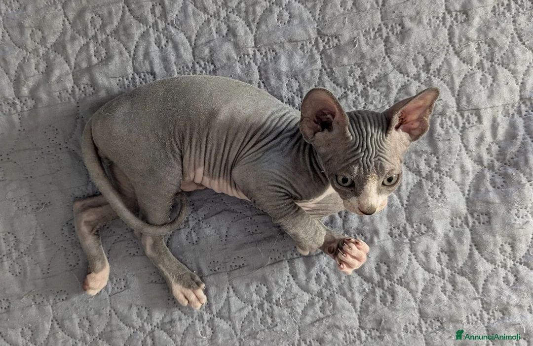 Sphynx gatti in vendita: Gattino  Canadian Sphynx (Maschietto) - Annuncio 9