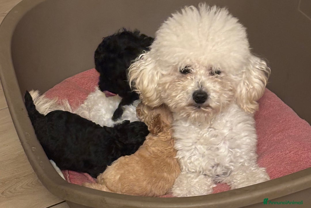 Barboncino Toy cani in vendita: Barboncini Toy - Annuncio 1