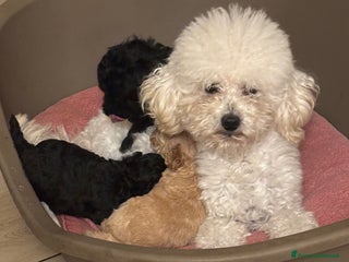 Barboncino Toy cani in vendita - Annuncio 1