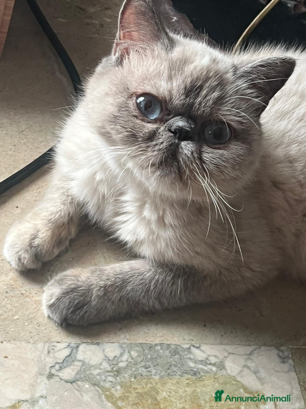 Persiano gatti Cuccioli exotic shorthair purissimi - Annuncio 2