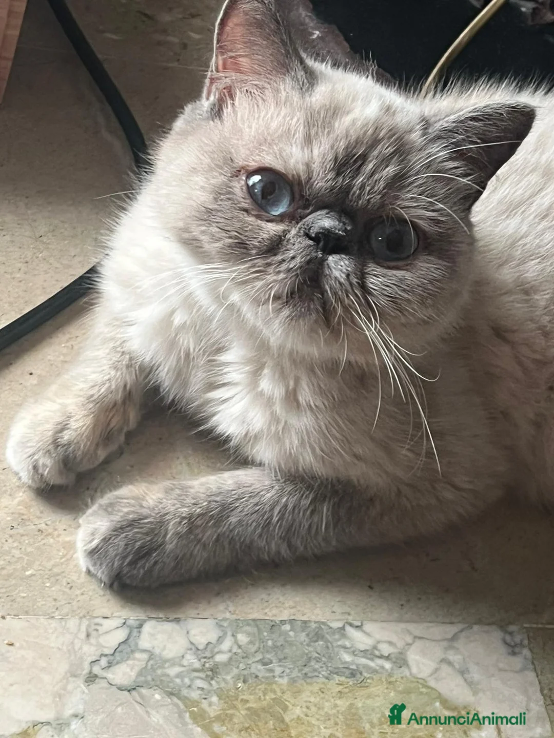 Persiano gatti in vendita: Cuccioli exotic shorthair purissimi - Annuncio 2
