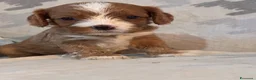 Cavapoo cani in vendita: Cuccioli di Cavapoo - Annuncio 1