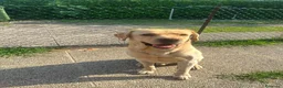 Labrador cani in regalo: CERCASI NUOVA FAMIGLIA PER LOVE - Annuncio 2