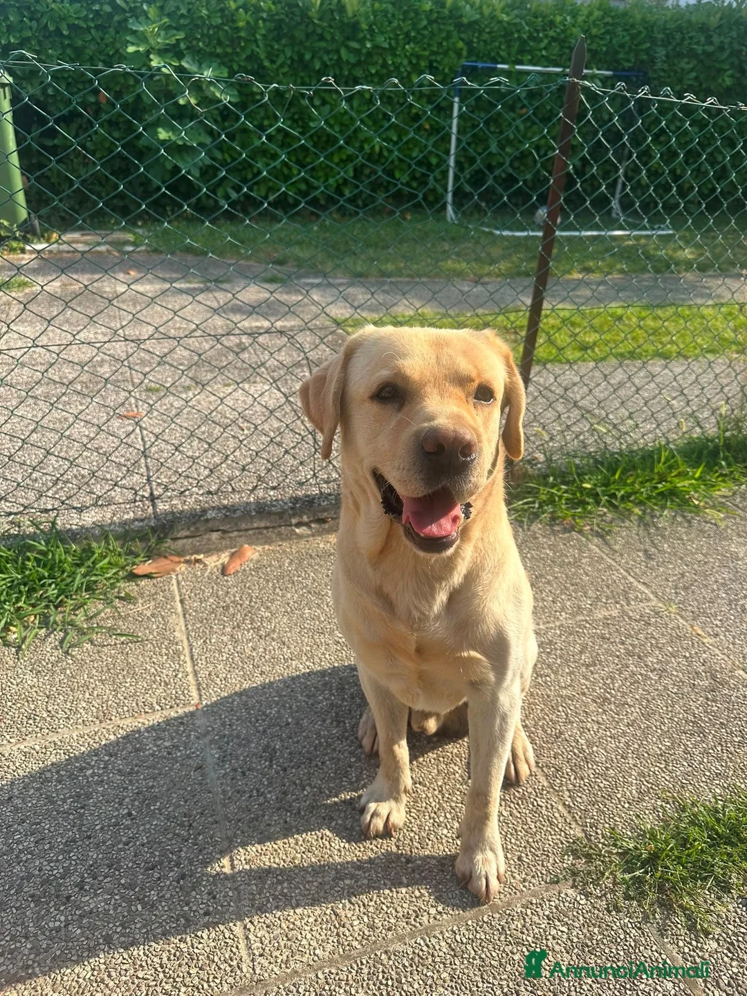 Labrador cani in regalo: CERCASI NUOVA FAMIGLIA PER LOVE - Annuncio 2