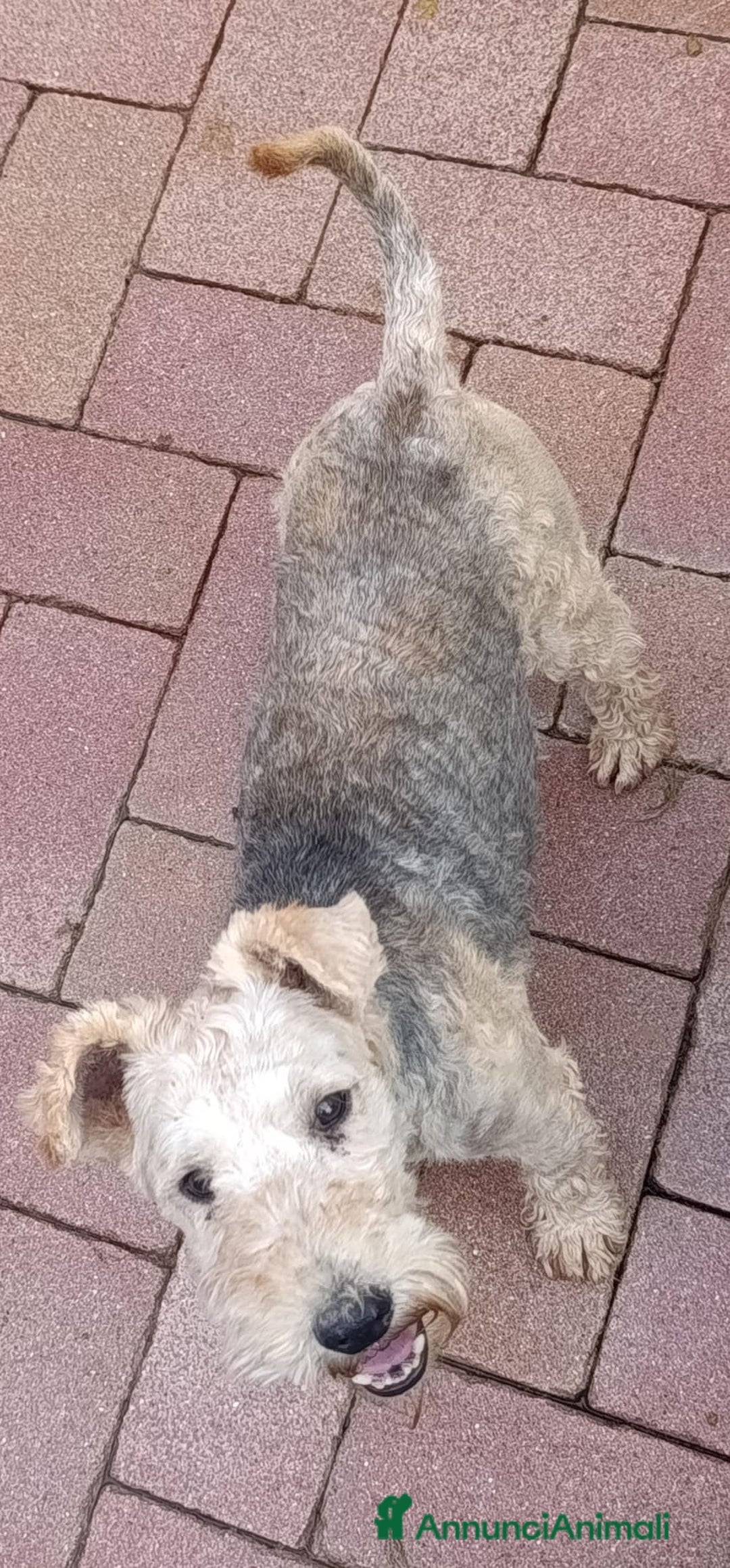 Lakeland Terrier cani in vendita: Lakeland terrier adulti a Province of Pavia - Annuncio 5