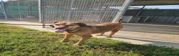 Meticcio cani in regalo: Brown: dolce e sensibile, cerca serenità  - Annuncio 12