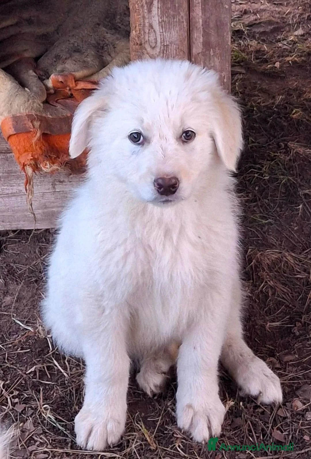 Meticcio cani in regalo: EROS 💙 - cucciolo futura taglia medio-grande🥰 - Annuncio 5