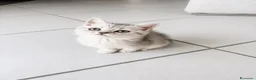 Scottish gatti in vendita: Disponibili ultimi 2 maschietti scottish straight a Provincia di Monza e della Brianza - Annuncio 1