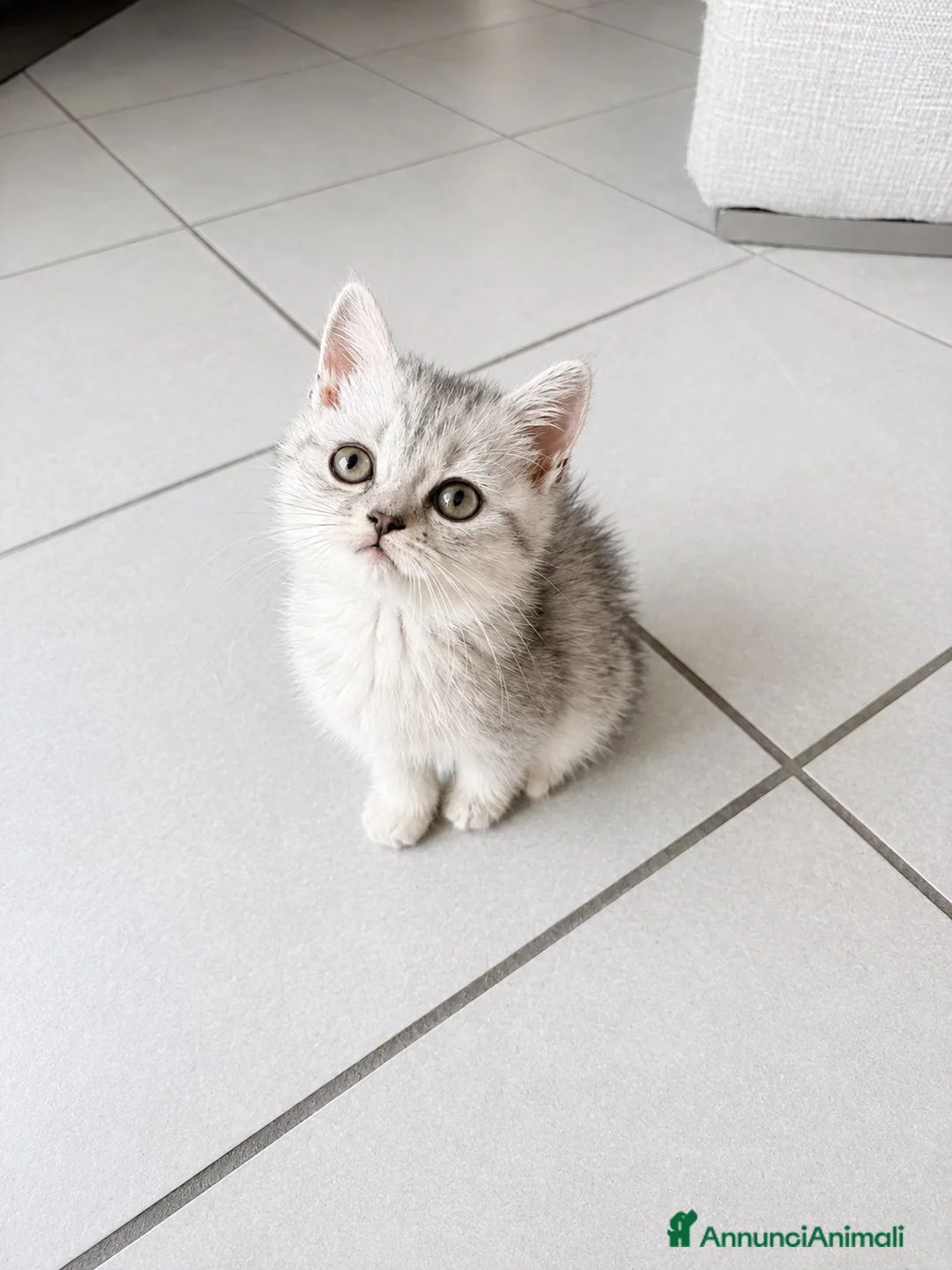 Scottish gatti in vendita: Disponibili ultimi 2 maschietti scottish straight a Provincia di Monza e della Brianza - Annuncio 1