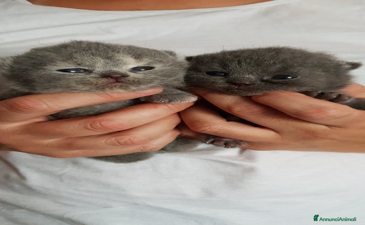 British gatti a Provincia di Trieste - Annuncio 19