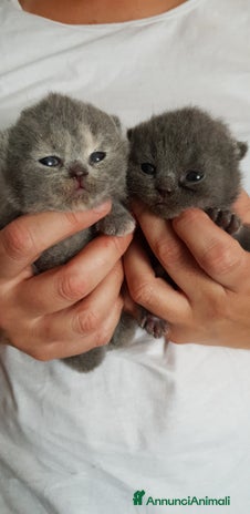 British gatti a Provincia di Trieste - Annuncio 4