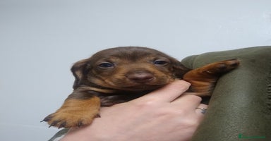 Bassotto cani Bassotti in vendita  - Annuncio 3